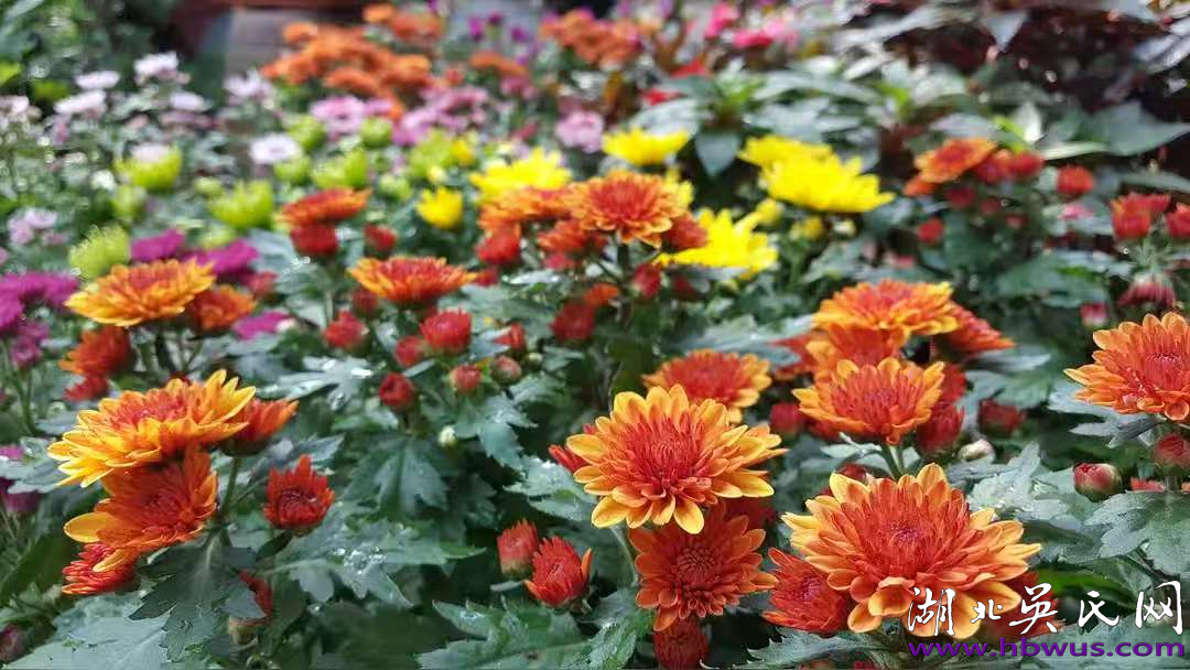 吴大升:烈士垂千古 金韵扬九州 吴大升:烈士垂千古 金韵扬九州